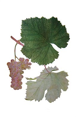 chvitiluri