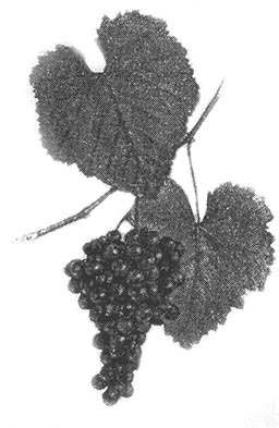 kamuri-shavi-2