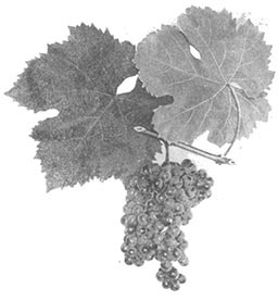 kupreishvili