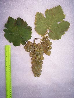 mcivani-kaxuri-2