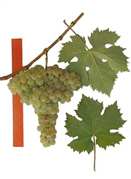 mirzanuli-2