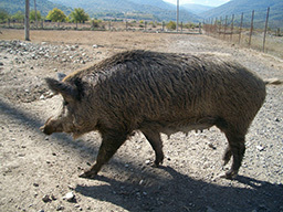 nezvi