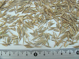 qartuli1
