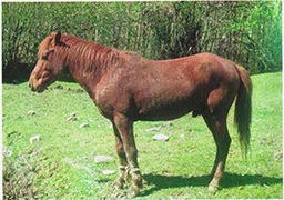 ulayi