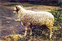 verdzi