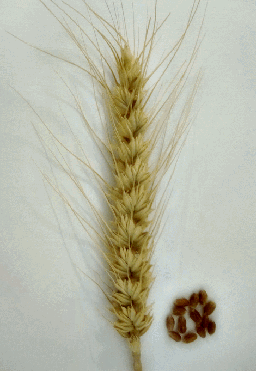 almasi