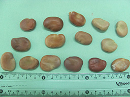 baklaA