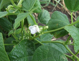 canava3A