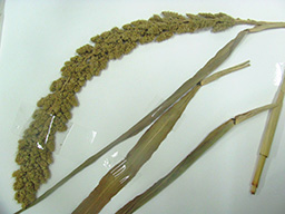 chaxura
