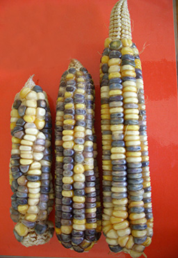 dekoraciulisimindi