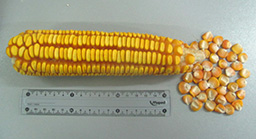 gvankitisyviteli
