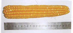 imerulihibridi