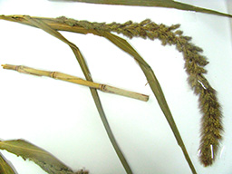 kodzua
