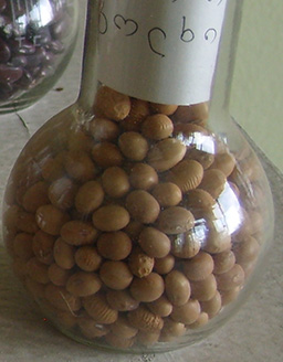 kolxida4A