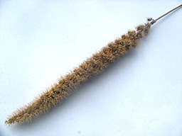 kvrixina