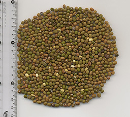 mashalobio