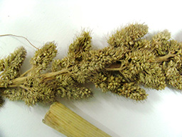 matraxawiteli (2)