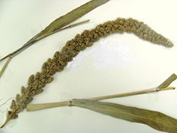 matraxawiteli