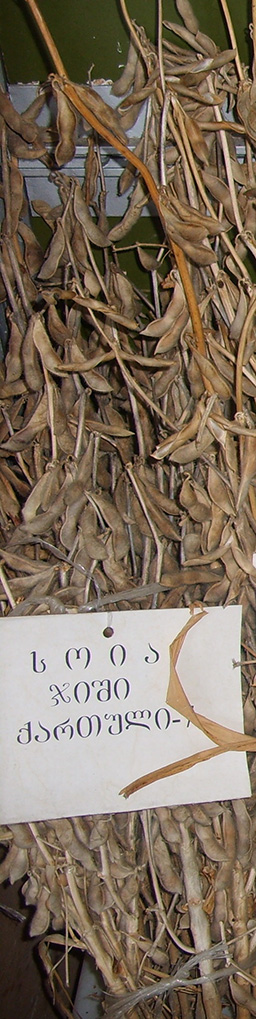 qartuli7