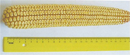 werovani1