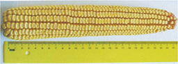 werovani3