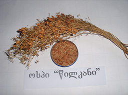 wilkani