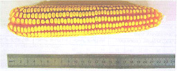 wilkani1