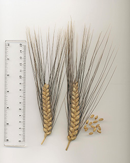 xorbaliturgidumiA