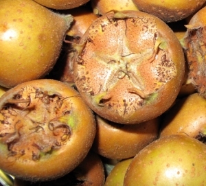 მსხვილნაყოფა